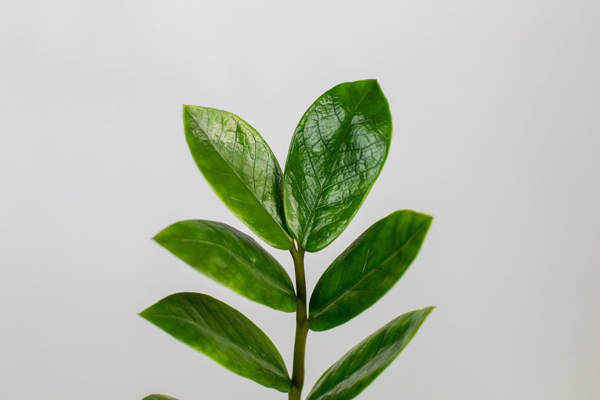 Lively Root ZZ Plant - Thumbnail 4