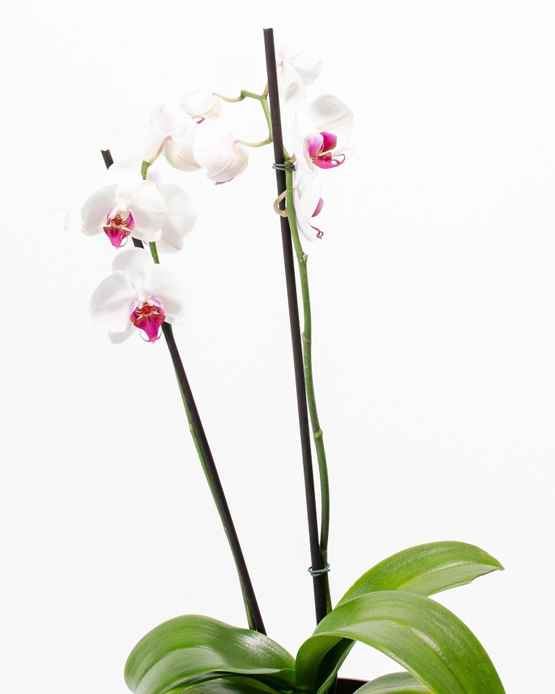 Red Lip Moth Orchid