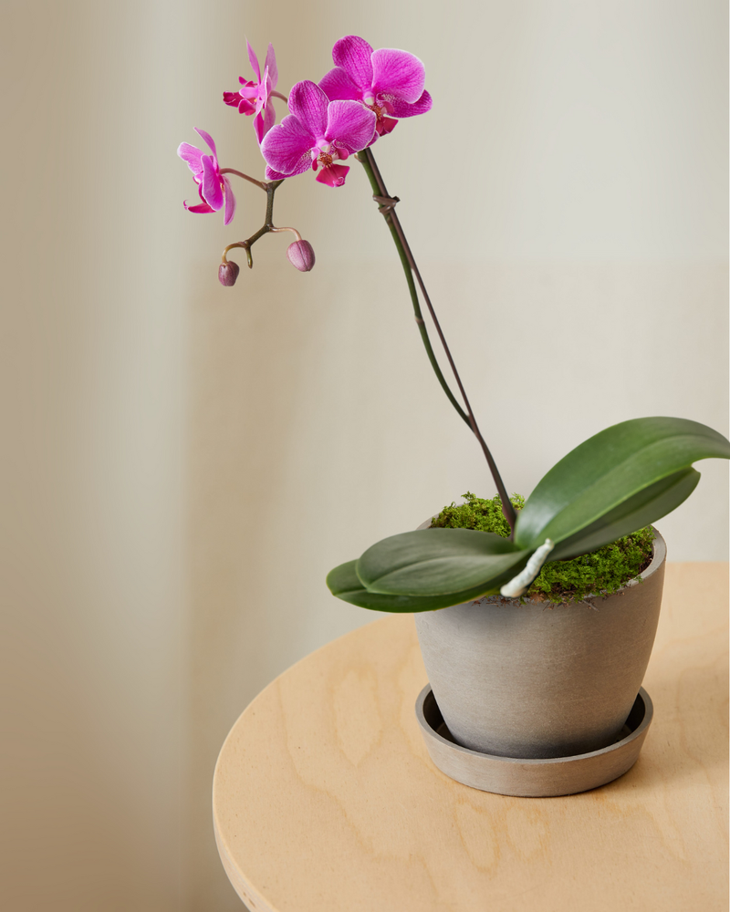 16" Purple Orchid