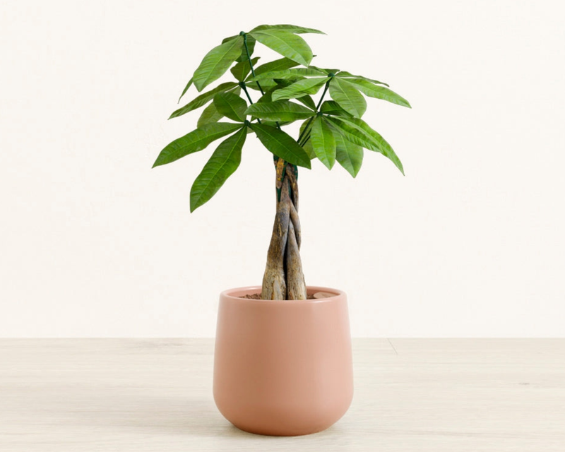 Small Money Tree in Self Watering Ceramic Potter