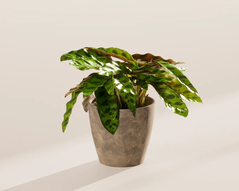 Small Rattlesnake Plant with Eco Pot