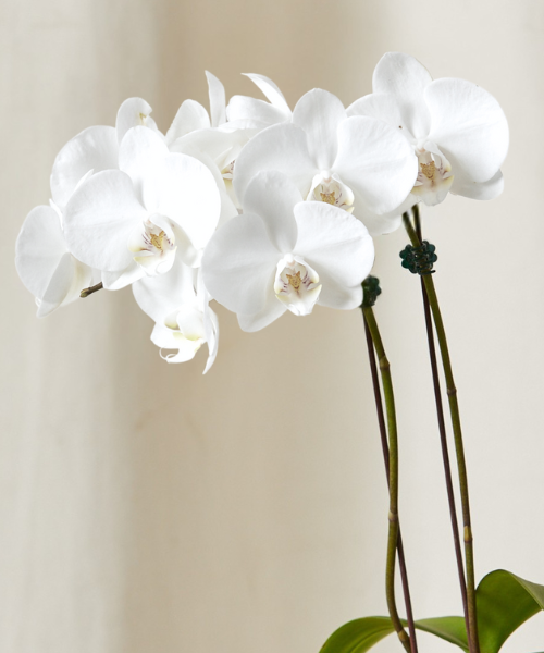 2' White Orchid