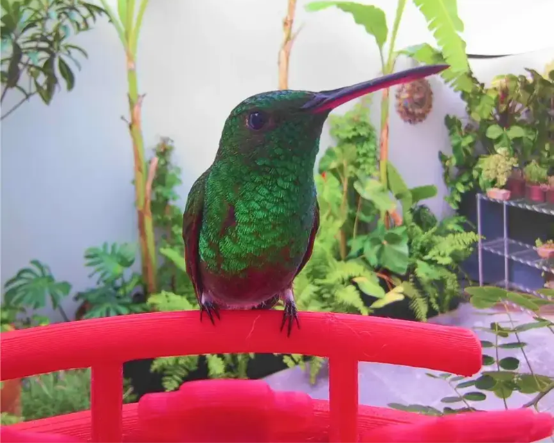 Smart Hummingbird Feeder with Solar Roof 