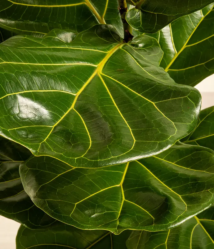 Huge Fiddle Leaf Fig in Self Watering Ceramic Potter