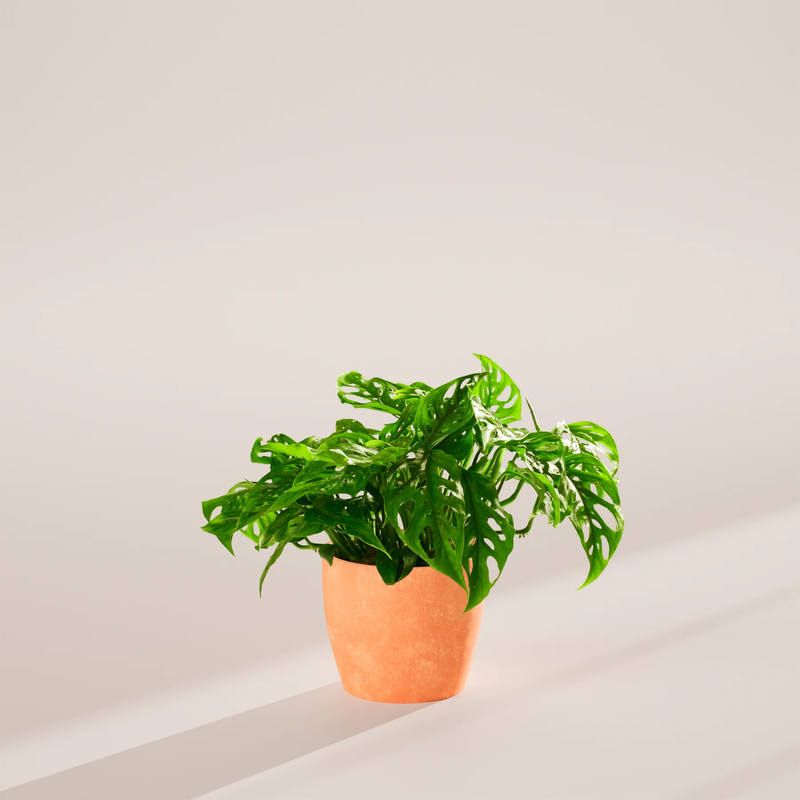Medium Swiss Cheese Plant with Eco Pot