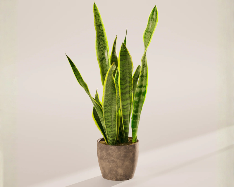 Medium Snake Plant with Eco Pot