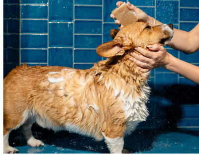 Nourishing Dog Shampoo Bar
