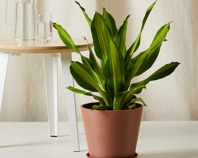 Dracaena Golden Heart