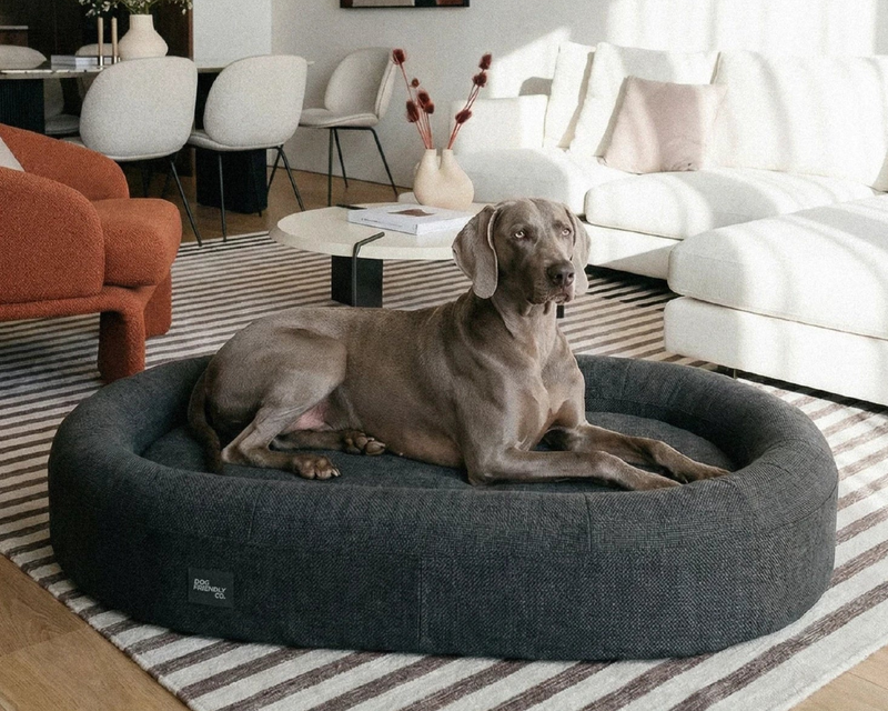 Large Chill Pill Memory Foam Dog Bed
