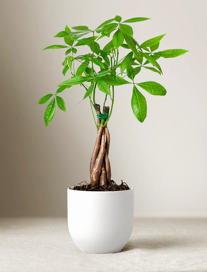 Lunar New Year Money Tree