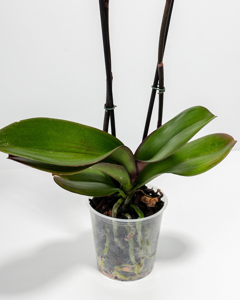 Purple Phalaenopsis Orchid