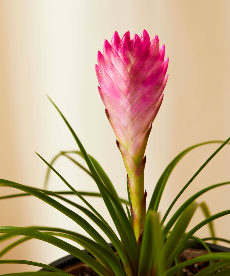 Bromeliad Summer