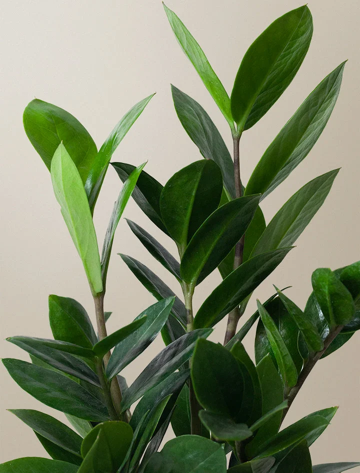 ZZ Plant