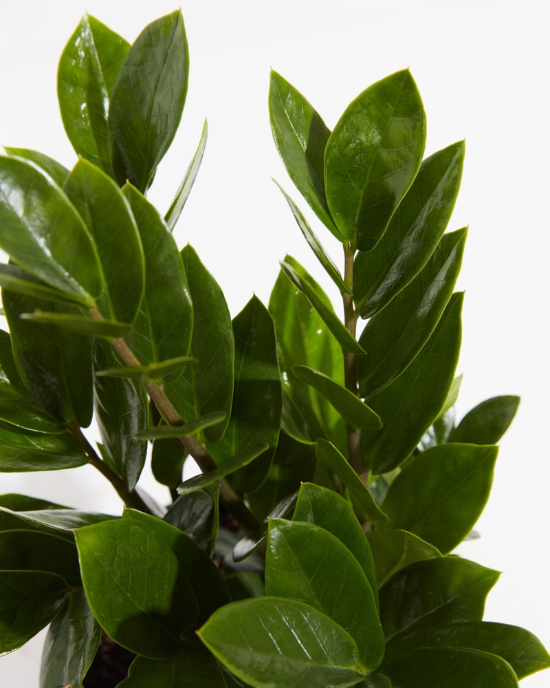 ZZ Plant, Medium