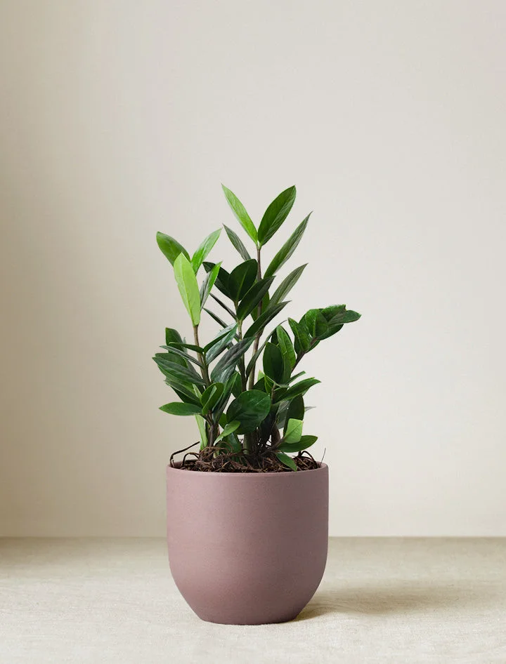 ZZ Plant