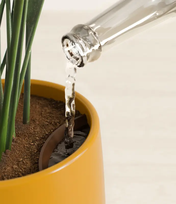 Medium Cast Iron Plant in Self Watering Ceramic Potter