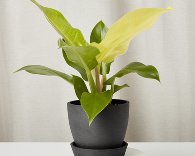 Philodendron Moonlight