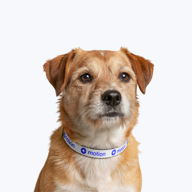 Branded Clip-on Pet Collar