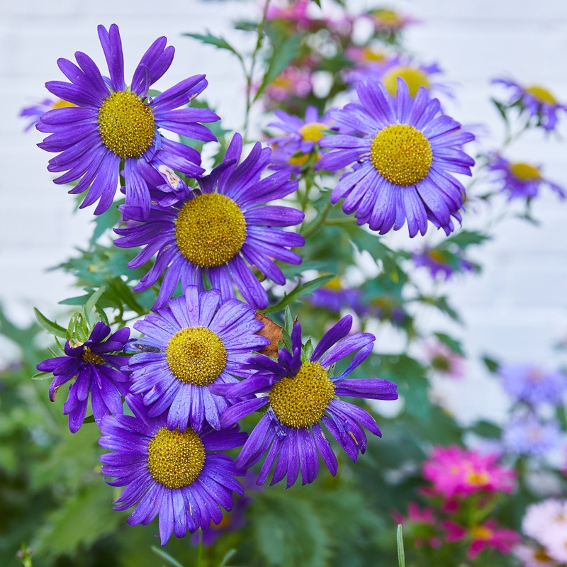 Thank You Seed Lollipop Set