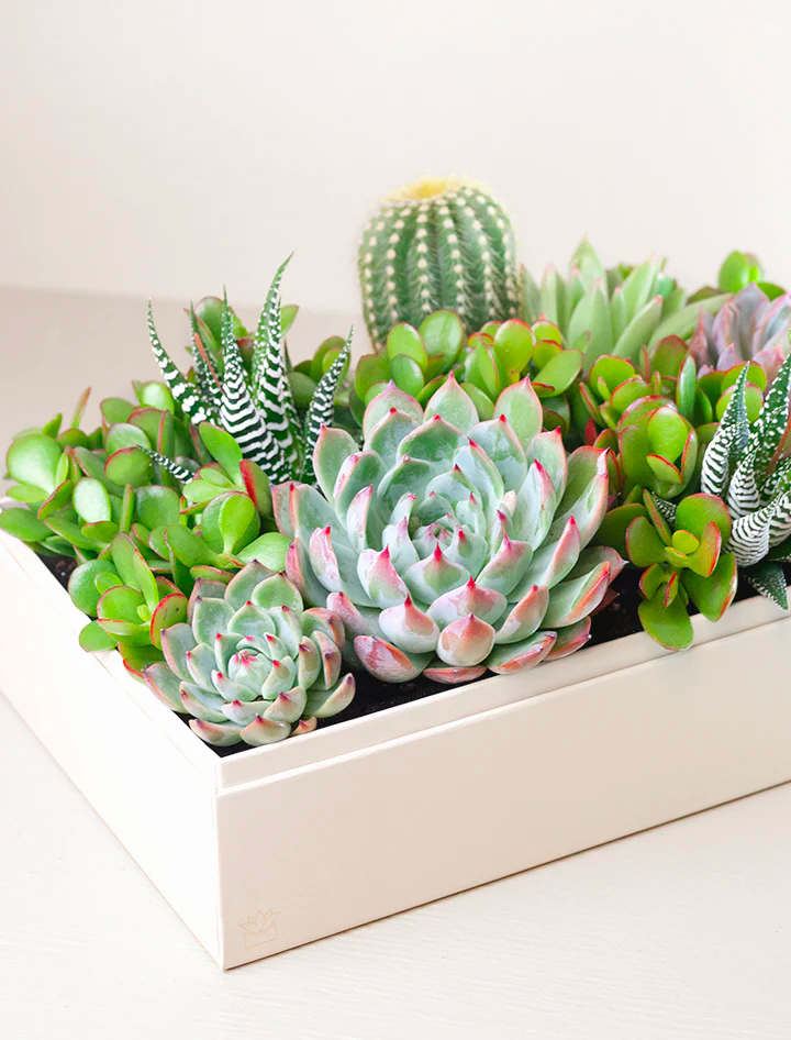 Lula's Garden lush succulent garden - housewarming gift 2026 - $158