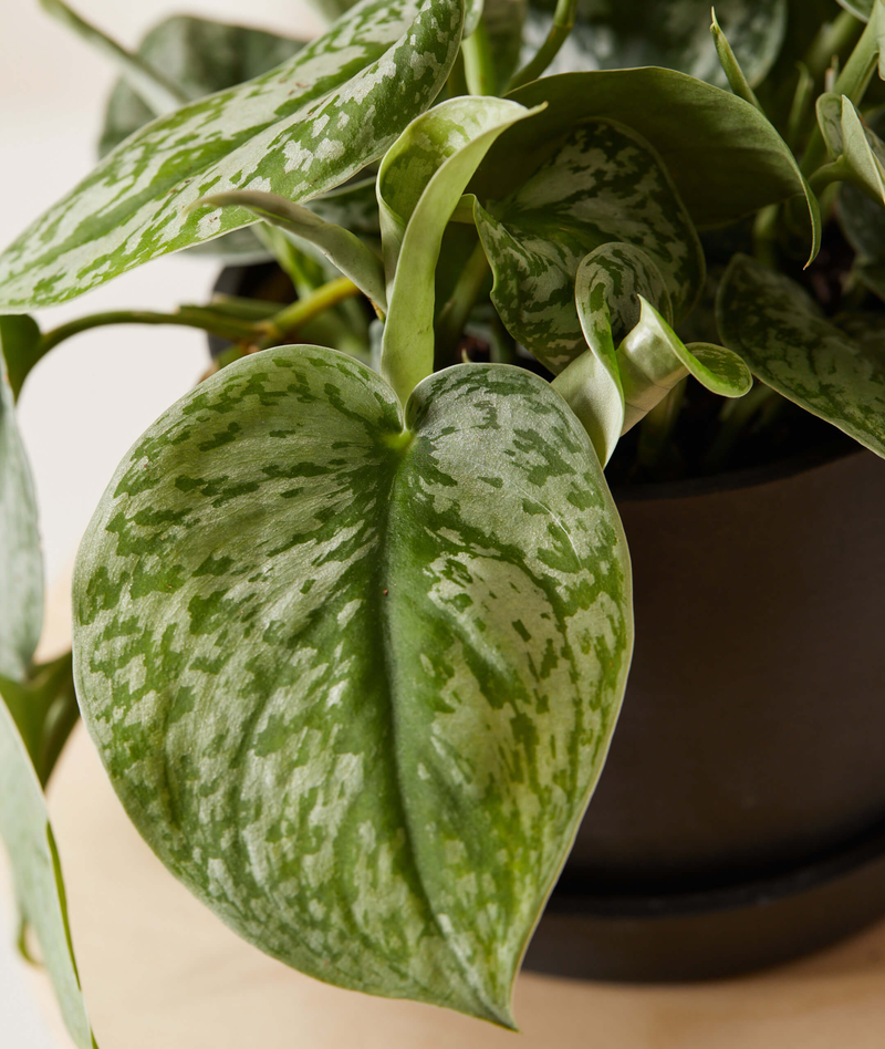 Silver Pothos