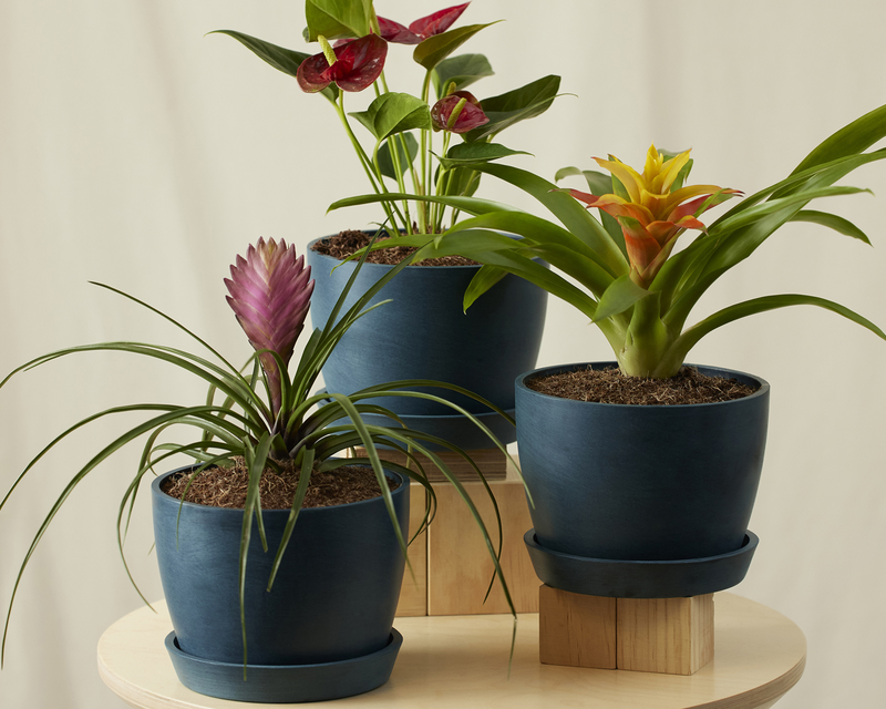 Colorful Collection