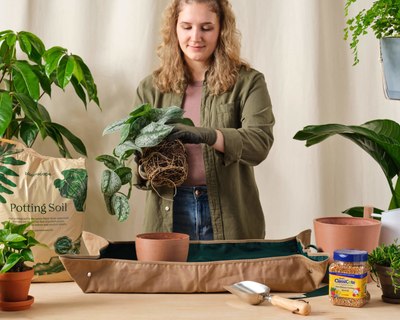 3 Plant Repotting Kit, 6" Pots