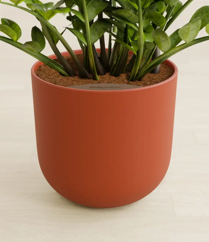 Large ZZ Plant in Self Watering Ceramic Potter