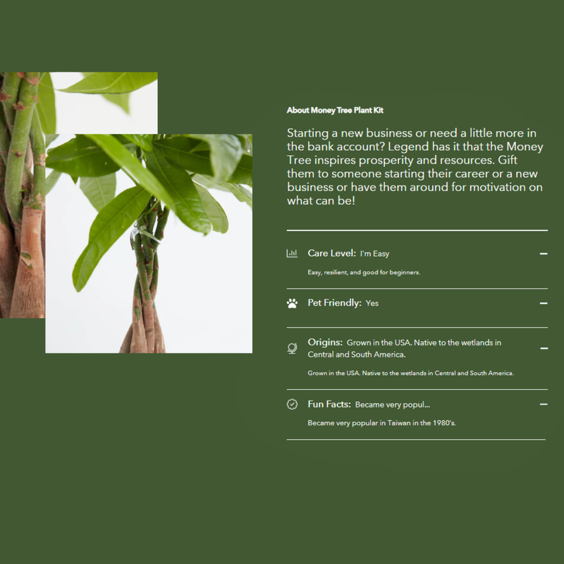 Branded Lively Root Small Money Tree Plant Kit