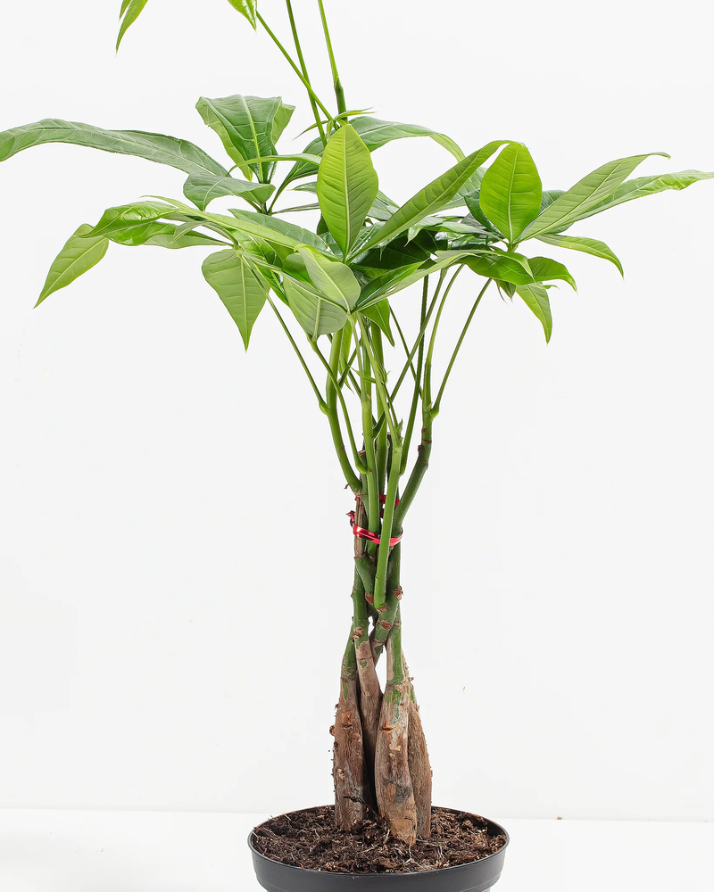Small Money Tree Plant with Eco Pot