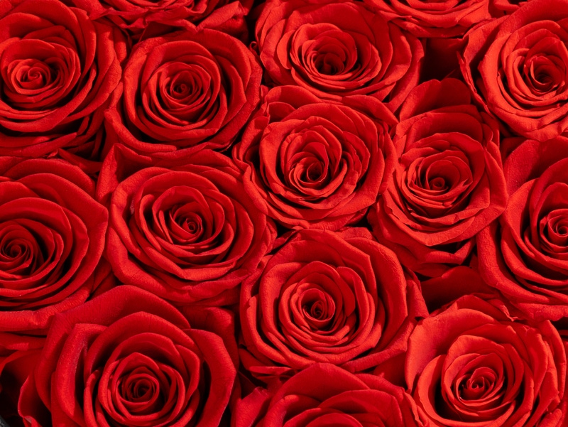True Icon 13 Roses In Gold Box