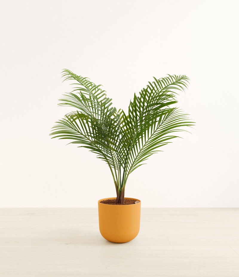 Huge Majesty Palm in Self Watering Ceramic Potter