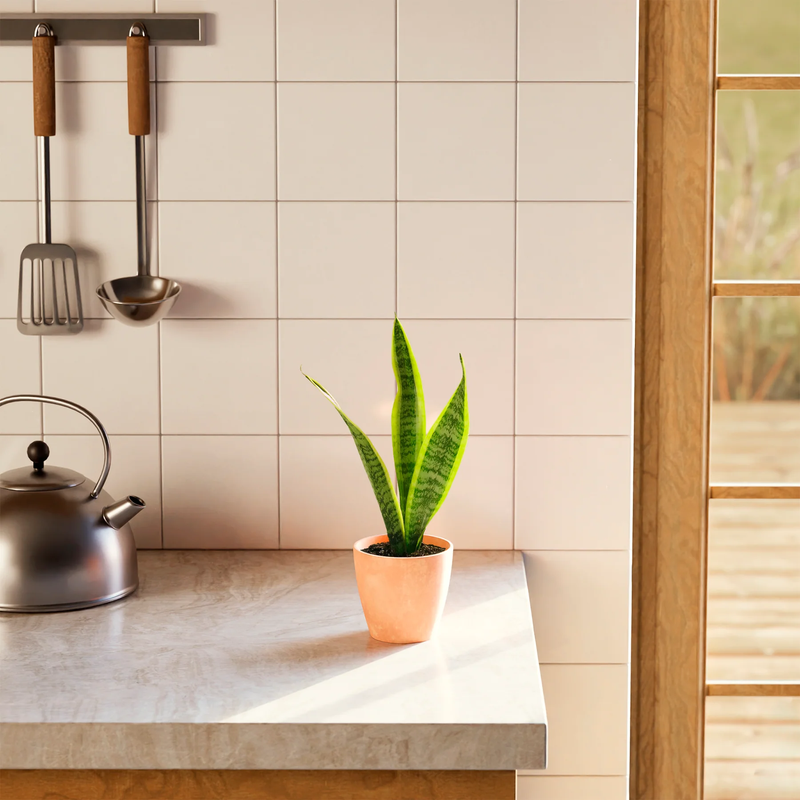 Small Snake Plant with Eco Pot