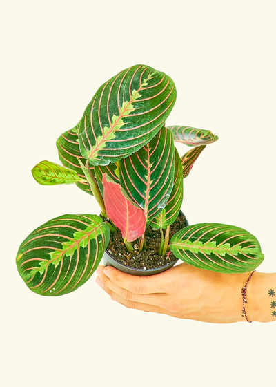 Red Prayer Plant, Small