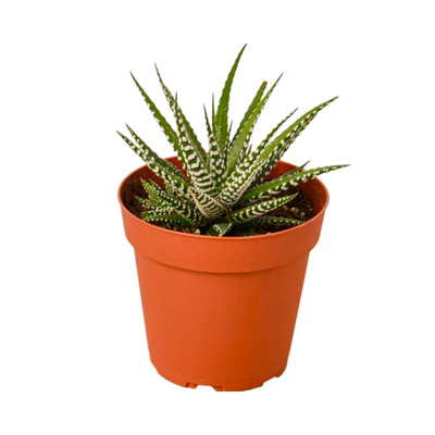 Zebra Succulent