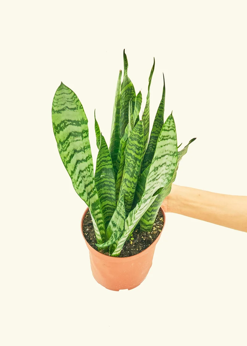 Snake Plant, Medium