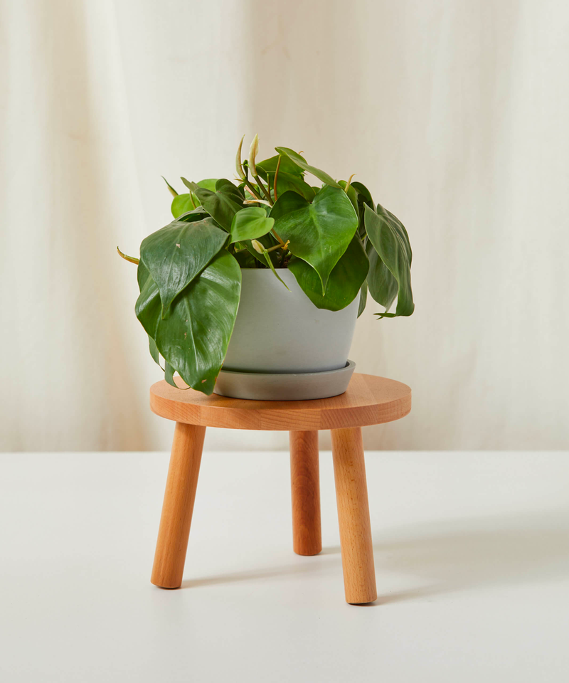 Philodendron Heartleaf