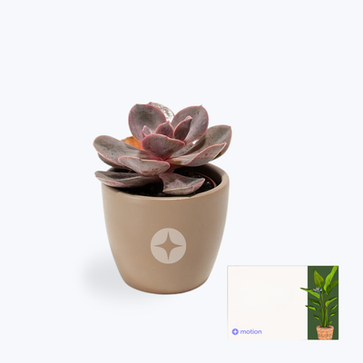 Branded Lively Root Petite Succulent Plant Kit