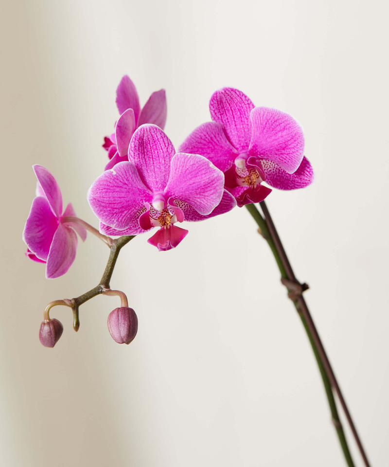 16" Purple Orchid