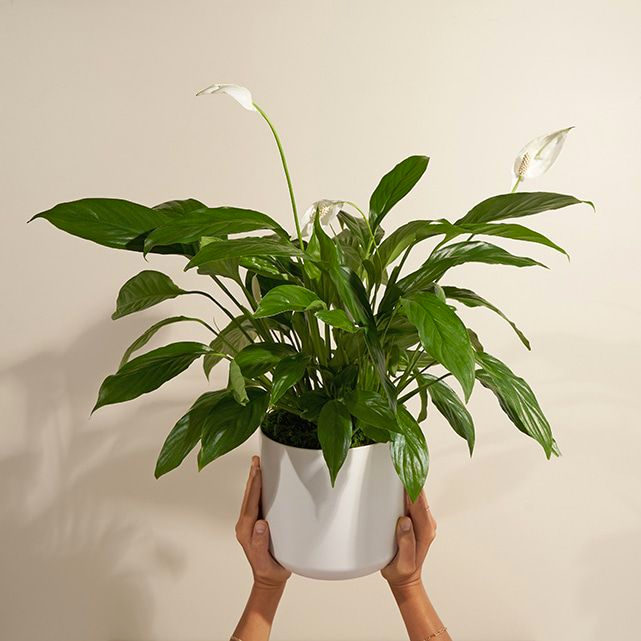 Inner Peace Lily