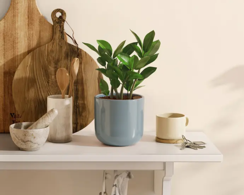 Small ZZ Plant in Self Watering Ceramic Potter