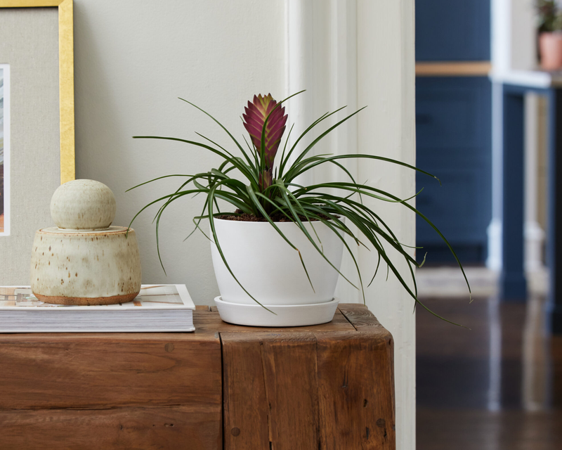 Bromeliad Summer
