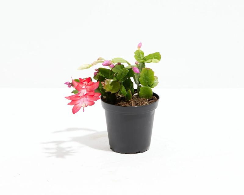 Red Christmas Cactus