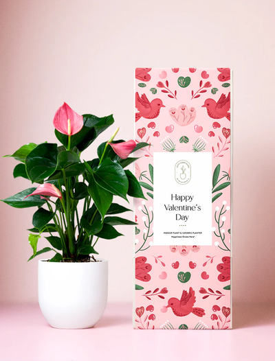 Valentine's Day Pink Anthurium Plant