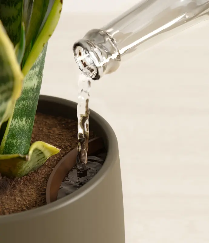 Medium Golden Snake Plant in Self Watering Ceramic Potter