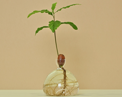 Acorn Vase with Acorn