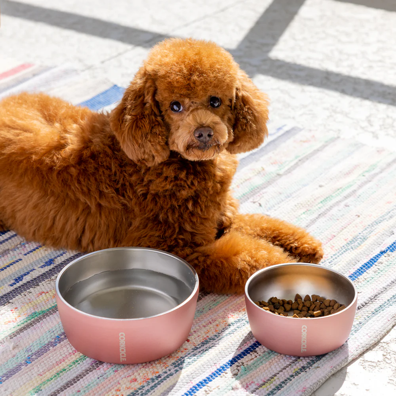Dog Bowl