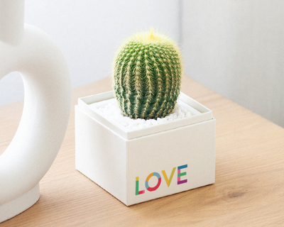 Pride Cacti Garden