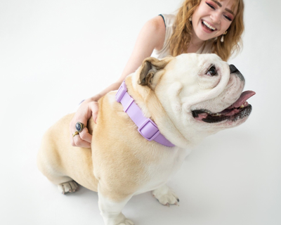 Large Dog Collar
