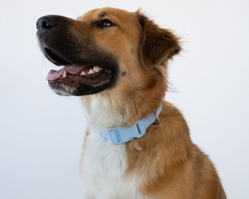 Medium Dog Collar